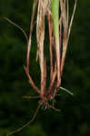 White edge sedge